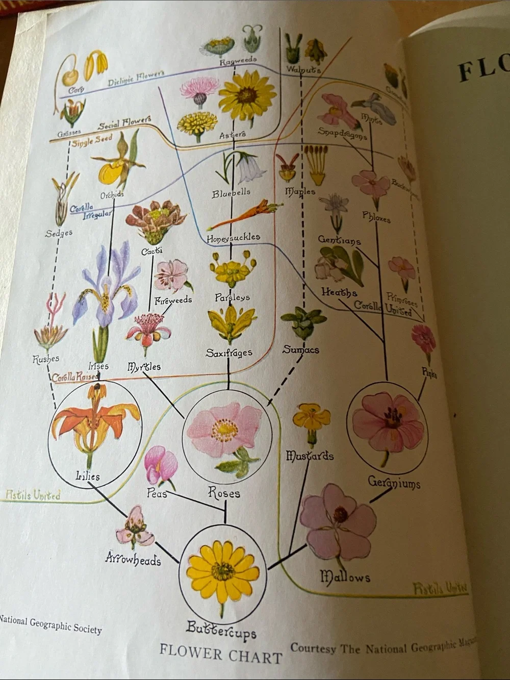 Flowers West Coast Botanical Book flower floral wildflower wildflowers plants hc